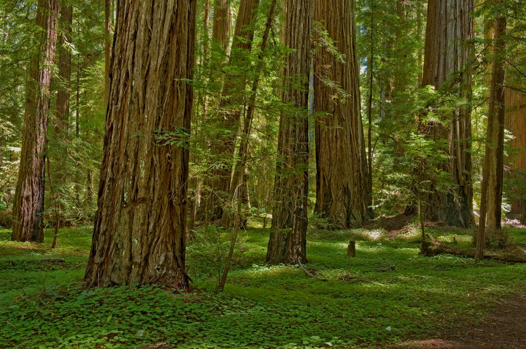 Ancient redwood trees at Montgomery Woods State Natural Reserve